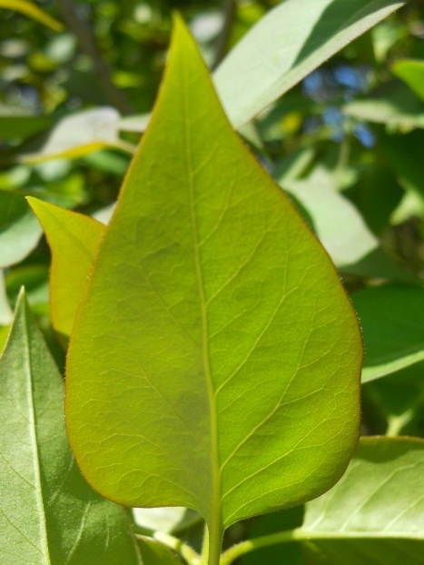 Arbusto - Siringa sp.